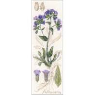 Riolis Cross Stitch - Pulmonaria